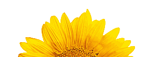 Sonnenblume