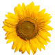 Sonnenblume