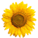 Sonnenblume